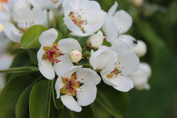 Flowers of a pear. Natural background. Close-up.