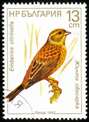 UKRAINE - circa 2017: A postage stamp printed in Bulgaria shows Yellowhammer, Emberiza citrinella, Series Birds, circa 1987