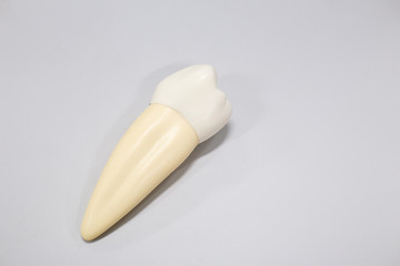  Tooth model for classroom education and in laboratory.