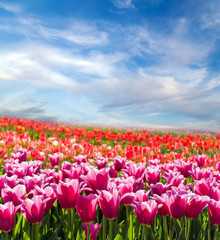 Panorama Tulip field blossom on a spring sunny day