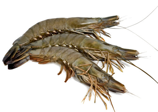 tiger shrimp isolated on white background