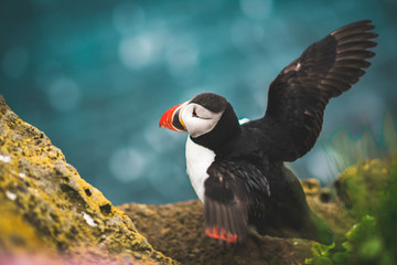 Puffin in the westfijords of Iceland