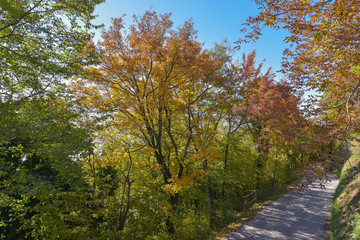 Strada che attraversa il bosco, in autunno, con alberi colorati con foglie rosse