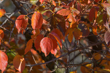 Particolare di foglie rosse in autunno