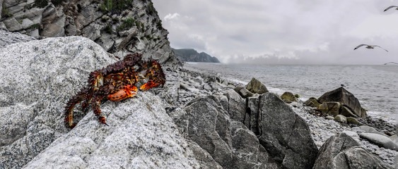 Crab