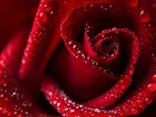 Close-up image of droplets on beautiful blooming red rose flower, Selective focus and shallow DOF, Valentine day concept