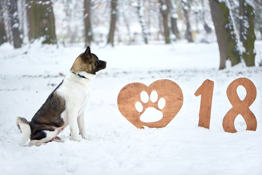 Portrait of a beautiful dog relaxing in the snow outdoors in the forest sitting near 018 sign happy new year greeting card copyspace layout background holidays seasonal festive celebration.
