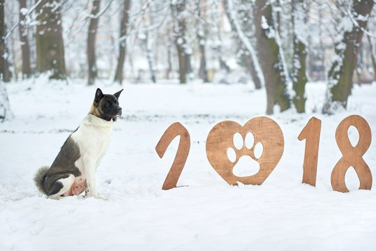 Horizontal shot of a beautiful big fluffy dog sitting in the snowy winter forest near wooden 2018 sign looking away happy new year greeting card seasonal celebration traditional concept.