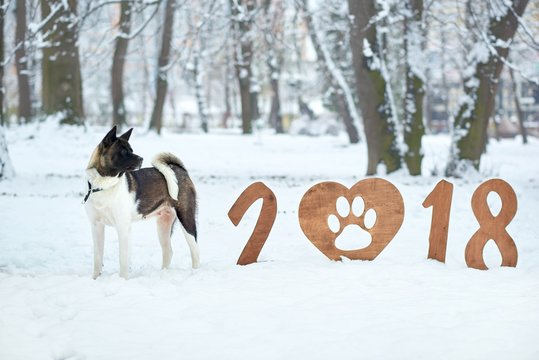 Shot of a bautiful fluffy dog standing in the winter forest near the 2018 sign in the snow copyspace happy new year greeting card pet animal sign symbol festive seasonal concept.