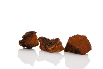 Medical chaga mushroom.