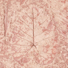 marks of leaf on the concrete, leaf background.