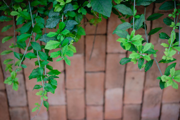 Fototapeta na wymiar green creeper foreground with blur brick wall pattern in the garden