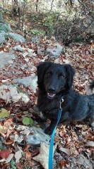 Cane nel sottobosco © tommicris