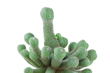 Cactus. Close-up.