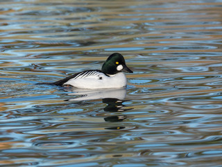 Barrow's Goldeye  male