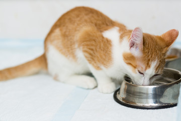 Redhead little kitten drinks water from a metal cup