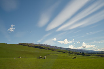 New Zealand Sheep farm