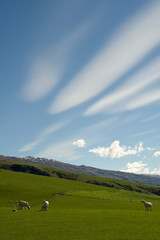 New Zealand Sheep farm