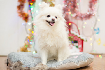 Fototapeta na wymiar Dog of Pomeranian Pomeranian breed of white with a funny face on the background of Christmas garlands