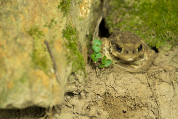 Common toad (Bufo spinosus)