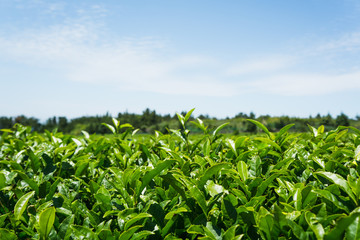 Maze park of green tea theme park