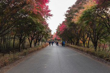 Beautiful foliage around Independence Hall in Cheonan