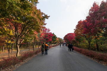Beautiful foliage around Independence Hall in Cheonan