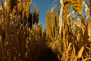 The fields that are ready for harvest in the fall