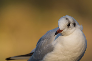 Black-headed gull (Chroicocephalus ridibundus)