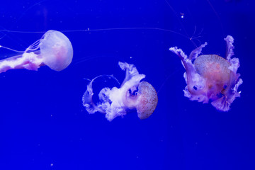 Underwater jellyfish ocean