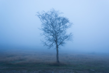 Fototapeta na wymiar Tree and mist