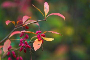 Close up wild branch with colorful leaves and red berries in autumn, Slovakia forest, Europe