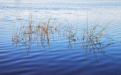 Water surface with plants.