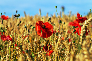 Red poppies on field.