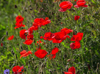 Red poppies on field.