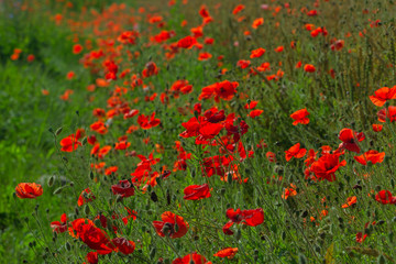 Red poppies on field.