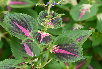 Coleus Plant