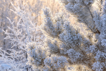 pine tree frost snow sunlight