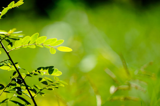 Natural green background, the bokeh effect