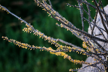 Ocotillo in Bloom
