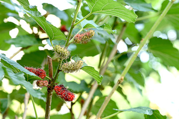 Mulberry plant