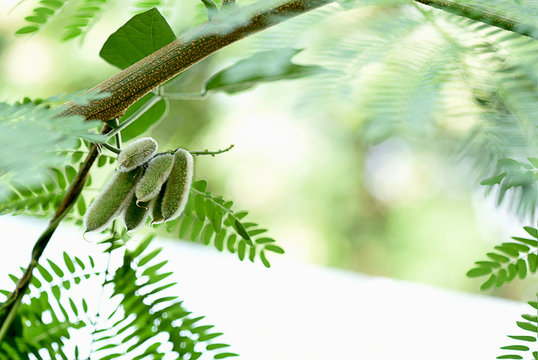 Macuna Pruriens