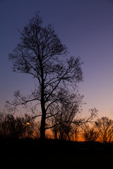 Fototapeta na wymiar Tree in sunset, dark blue sky, Prague