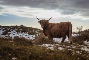 brown galloway cow in sunset