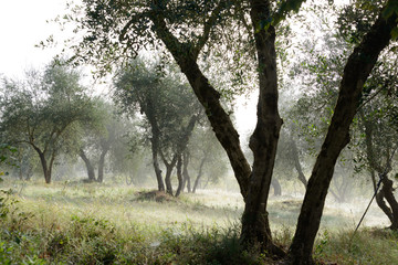 Olivenhain im Morgennebel
