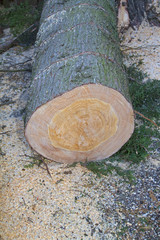 Gefällter Baum