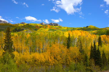 Fototapeta premium Fall colour of the Aspens in Kebler Pass Colorado