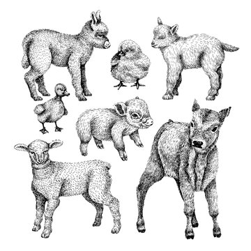 Farm baby animals set. Hand draw line art style illustration. Sketch of cute calf, duck, lamb, goat, chicken, pig, donkey. BLack and white vector image. © Elen Koss