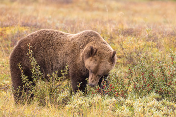 Grizzly Bear in Denali National Park Alaska in Fall