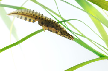 Triton ponctué mâle, Lissotriton vulgaris, en parure nuptiale